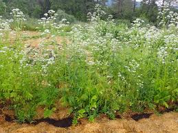 Image result for Valeriana officinalis