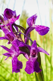 Attēlu rezultāti vaicājumam “Dactylorhiza traunsteineri”