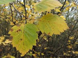 Attēlu rezultāti vaicājumam “Crataegus submollis”