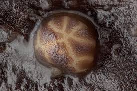 Attēlu rezultāti vaicājumam “Licea testudinacea young”