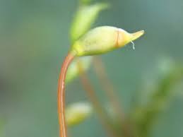 Attēlu rezultāti vaicājumam “Hygrohypnum luridum sporophyte”