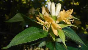 Attēlu rezultāti vaicājumam “Lonicera ferdinandii”