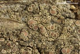 Attēlu rezultāti vaicājumam “Lecanora conizaeoides”