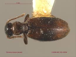 Attēlu rezultāti vaicājumam “Anthicidae”