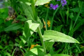 Attēlu rezultāti vaicājumam “Hesperis matronalis leaf”
