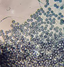 Attēlu rezultāti vaicājumam “Diderma hemisphaericum”