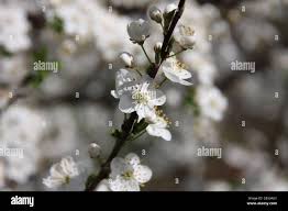 Attēlu rezultāti vaicājumam “Cerasus bud”