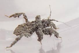 Attēlu rezultāti vaicājumam “Reduvius personatus”