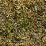 Attēlu rezultāti vaicājumam “Subularia aquatica leaf”