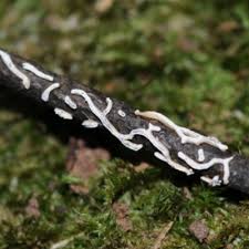 Attēlu rezultāti vaicājumam “Craterium minutum young”