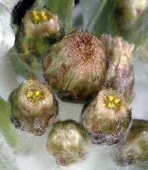 Attēlu rezultāti vaicājumam “Gnaphalium sylvaticum bud”