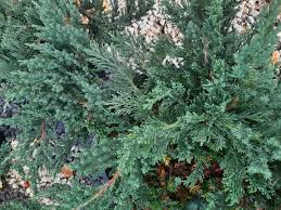 Attēlu rezultāti vaicājumam “Juniperus chinensis”