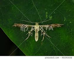 Attēlu rezultāti vaicājumam “Cnaemidophorus rhododactyla”