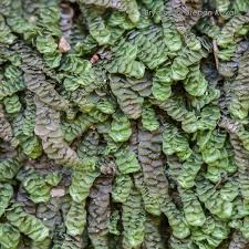 Attēlu rezultāti vaicājumam “Calypogeia”