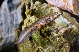Attēlu rezultāti vaicājumam “Triturus vulgaris female”