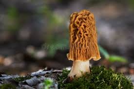 Attēlu rezultāti vaicājumam “Verpa bohemica”