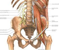 Image result for b%FD%E7ak anatomisi