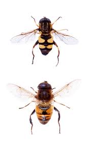 Attēlu rezultāti vaicājumam “Helophilus sp.”