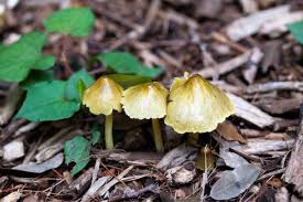 Attēlu rezultāti vaicājumam “Bolbitius vitellinus”