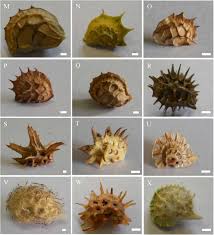 Attēlu rezultāti vaicājumam “Onobrychis arenaria fruit”