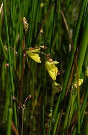 Attēlu rezultāti vaicājumam “Utricularia minor flower”