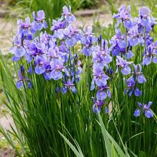 Attēlu rezultāti vaicājumam “Iris sibirica”