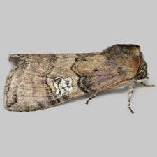 Attēlu rezultāti vaicājumam “Tethea or”