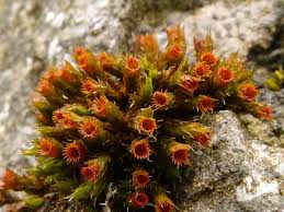 Attēlu rezultāti vaicājumam “Schistidium robustum sporophyte”