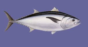 Image result for Thunnus maccoyii
