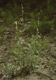 Attēlu rezultāti vaicājumam “Silene tatarica leaf”