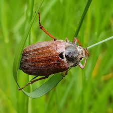 Attēlu rezultāti vaicājumam “Melolontha melolontha”