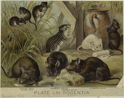 Attēlu rezultāti vaicājumam “Rodentia”