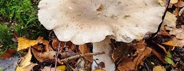 Attēlu rezultāti vaicājumam “Clitocybe nebularis”