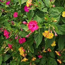 Image result for Mirabilis jalapa