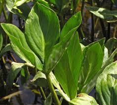 Attēlu rezultāti vaicājumam “Menyanthes trifoliata leaf”