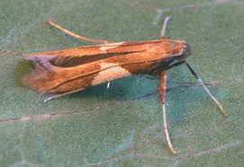 Attēlu rezultāti vaicājumam “Caloptilia stigmatella”