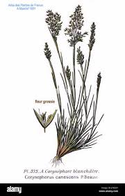 Attēlu rezultāti vaicājumam “Corynephorus canescens”