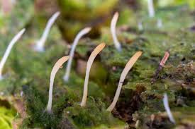 Attēlu rezultāti vaicājumam “Multiclavula mucida”