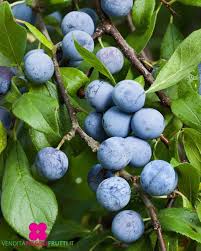 Attēlu rezultāti vaicājumam “Prunus spinosa”