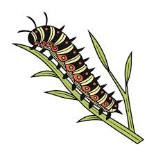 Attēlu rezultāti vaicājumam “Hypomecis roboraria”