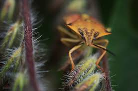 Attēlu rezultāti vaicājumam “Carpocoris sp. nymph”