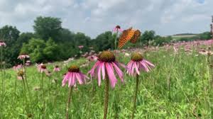 Image result for Echinacea pallida