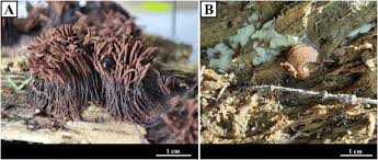 Attēlu rezultāti vaicājumam “Diderma montanum var. album”