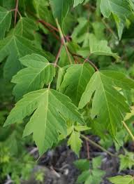 Attēlu rezultāti vaicājumam “Acer negundo”