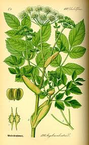 Attēlu rezultāti vaicājumam “Angelica sylvestris flower”
