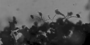 Attēlu rezultāti vaicājumam “Physarum album spores”