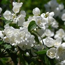 Attēlu rezultāti vaicājumam “Philadelphus lemoinei”