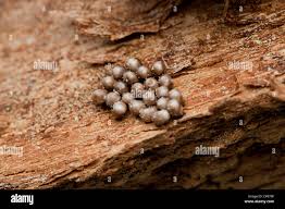 Attēlu rezultāti vaicājumam “Saturnia pavonia eggs”