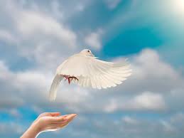 Image result for FOTO DE PAZ