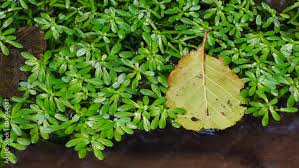 Attēlu rezultāti vaicājumam “Callitriche verna”